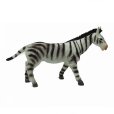 Divoká zvířata Zebra