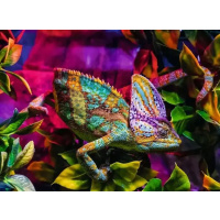 Puzzle 500 – Chameleon