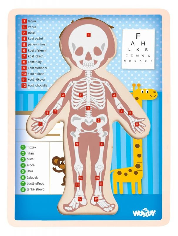 Puzzle – Lidské tělo chlapec