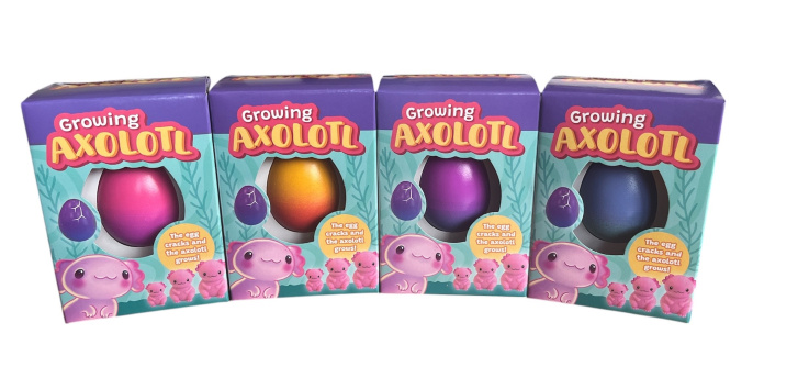 Vajíčko s rostoucím Axolotlem