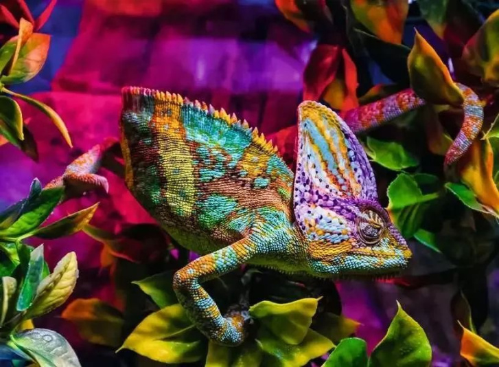 Puzzle 500 – Chameleon