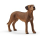 Schleich – Pes Rhodéský ridgeback 13895